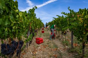 Il vigneto italiano si prepara alla vendemmia tra ottimismo e speranza degli enologi top Il vigneto italiano si prepara alla vendemmia tra ottimismo e speranza degli enologi top