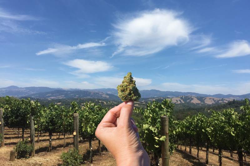 Vino e cannabis, un legame sempre più forte in Usa