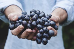 Dall’uso in vigna alla “demonizzazione” in Europa: il rame nell’agricoltura biologica Dall’uso in vigna alla “demonizzazione” in Europa: il rame nell’agricoltura biologica