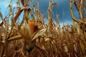 Nel 2018 in Spagna e Portogallo le superfici coltivate a Ogm calano dell’8% Nel 2018 in Spagna e Portogallo le superfici coltivate a Ogm calano dell’8%
