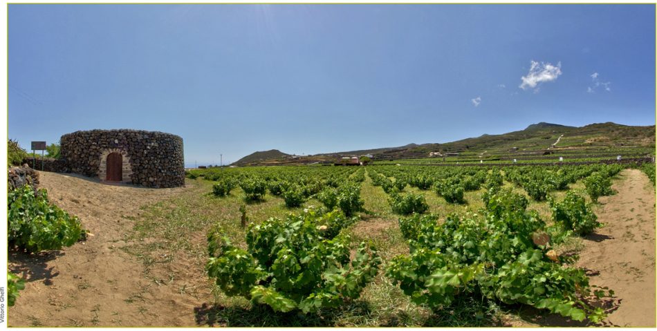 I vigneti di Pantelleria di Donnafugata