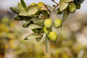 Estate, tempo di olio solare. Ma anche, a sorpresa, di &ldquo;olio nuovo&rdquo;: la prima spremitura in Puglia