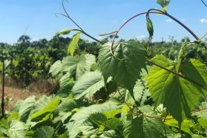 In Francia sequenziato il primo genoma di un portinnesto, il Riparia Gloire de Montpellier