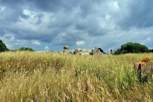 La mietitura del “Grano degli Dei”, cultura e agricoltura unite nel Parco Archeologico di Selinunte