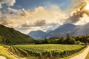 Giornata di Viticoltura Biologica della Fondazione Mach, suolo e rame i trend topic