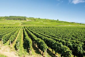 &ldquo;Rouge Provence&rdquo;: quando i viticoltori si alleano per combattere il climate change