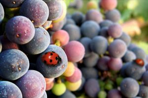 Tra clima e ricerca, difesa del suolo e rame, la viticoltura “biologica” affronta il futuro Tra clima e ricerca, difesa del suolo e rame, la viticoltura “biologica” affronta il futuro