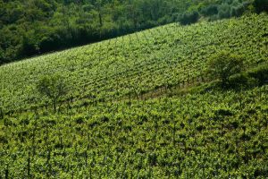 Veneto, la Regione incontra i Consorzi dei vini per strategie anti-Coronavirus Veneto, la Regione incontra i Consorzi dei vini per strategie anti-Coronavirus