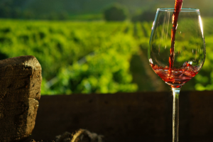 Vini biologici, biodinamici o naturali: scelte produttive, “ma non chiamateci più nicchia”