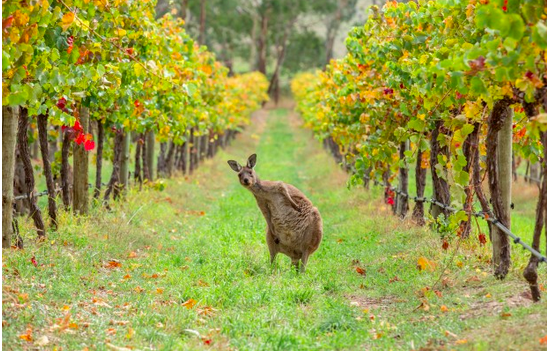 Il vino in Australia