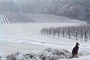 L&rsquo;Australia del vino inizia male il 2019: spedizioni nel primo trimestre gi&ugrave; del -15%