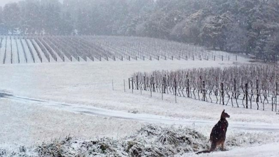 Il vino in Australia