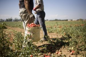 Lavoro: in agricoltura volano le esternalizzazioni: rischi e benefici secondo Confagricoltura