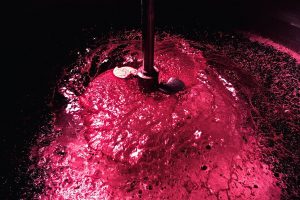 Vendemmia “work in progress”, ma già sale la tensione per i prezzi a rialzo di uve, mosto e vino Vendemmia “work in progress”, ma già sale la tensione per i prezzi a rialzo di uve, mosto e vino