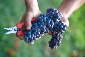 Confagricoltura: 2019 harvest estimates show -6% compared to 2018, “the grape quality is excellent”