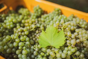 Le due “Italie del vino”: una che prospera e una che soffre, con le uve pagate 25 centesimi al chilo