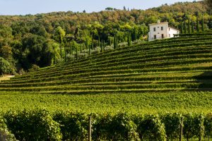 Bertani punta sui cru: da ricerca in vigna nuova espressione della Valpolicella