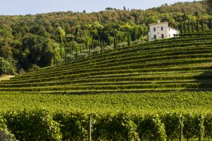 Dall’Amuchina al grande vino: la storia della famiglia Angelini, proprietaria di Bertani Domains