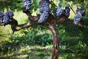 Critica e pubblico concordano: sono gli autoctoni il “plus” del vino italiano nel mondo