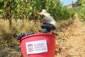 Cantine Aperte in Vendemmia, gli eventi in tutta Italia dedicati alla raccolta dell’uva