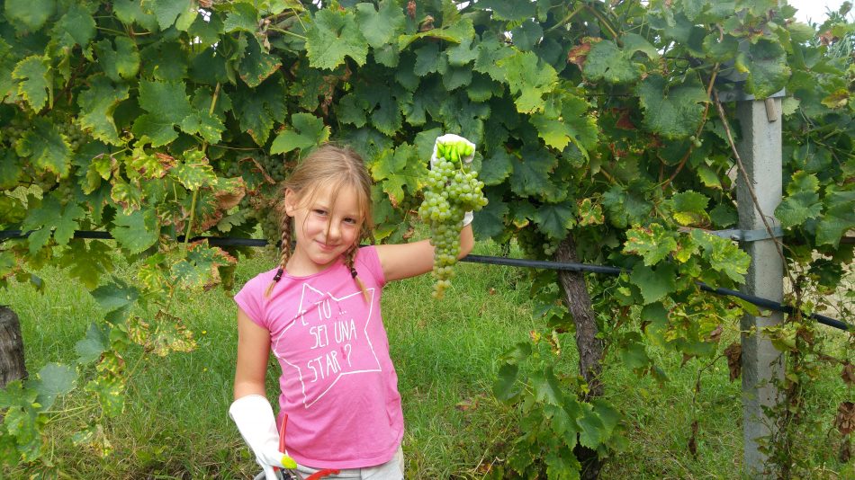 Continua in tutta Italia Cantine Aperte in Vendemmia 