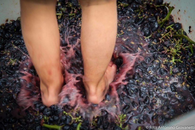 Continua in tutta Italia Cantine Aperte in Vendemmia 