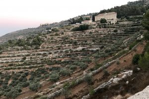 Cremisan, viaggio dove la vigna ed il vino abbattono le frontiere e uniscono religioni e culture Cremisan, viaggio dove la vigna ed il vino abbattono le frontiere e uniscono religioni e culture