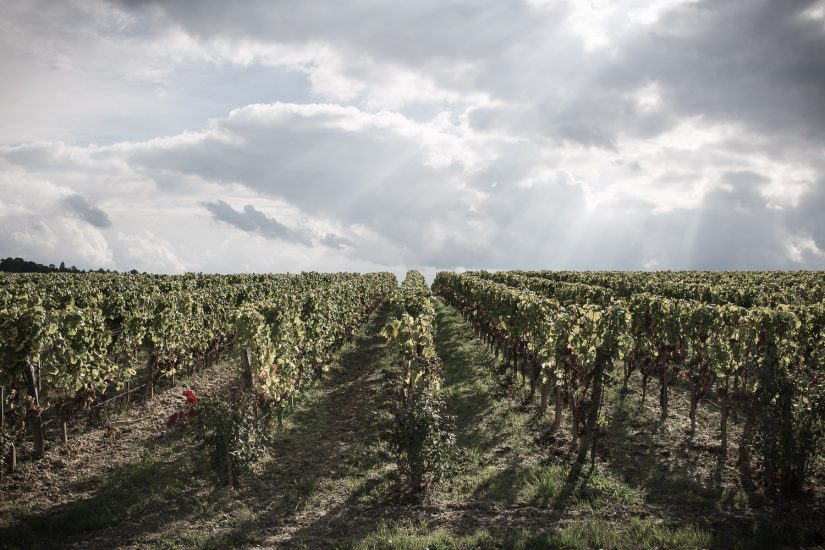 I vigneti di Chateau de Fargues