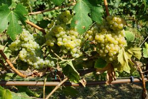 In Franciacorta, innovation passes through functional biodiversity and rediscovery of the Erbamat In Franciacorta, innovation passes through functional biodiversity and rediscovery of the Erbamat