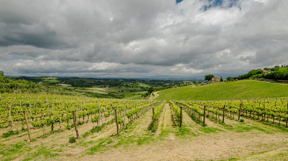 Helmut Rothenberger bets on the Nobile di Montepulciano, with Icario ...