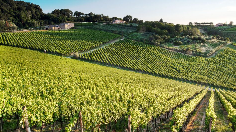 I vigneti della cantina Icario nel territorio del Nobile di Montepulciano