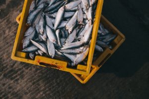 Nel mare Adriatico via libera alla pesca. Stop al blocco dei pescherecci: torna il pesce km0 Nel mare Adriatico via libera alla pesca. Stop al blocco dei pescherecci: torna il pesce km0