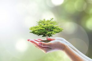 &ldquo;Un albero in pi&ugrave;&rdquo;, 60 milioni di alberi per salvare il pianeta