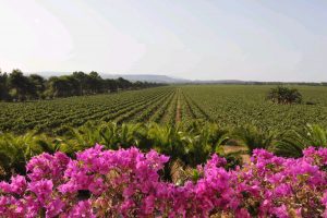 Sella&Mosca, 120 years of Italian wine, and a pioneering spirit dedicated to Sardinia Sella&Mosca, 120 years of Italian wine, and a pioneering spirit dedicated to Sardinia