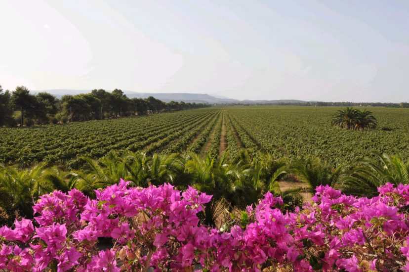I vigneti di Sella & Mosca in Sardegna