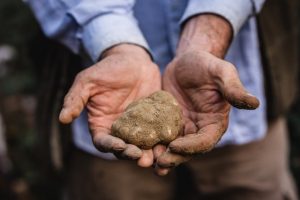 Dalle Crete Senesi, l&rsquo;appello del mondo del tartufo contro l&rsquo;uso del bismetiltiometano