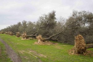 Coldiretti: &ldquo;incertezze e scaricabarile su Xylella sono costate 1,2 miliardi di euro&rdquo;