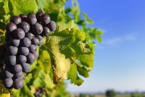 Vitigni resistenti: anche il Crea investe in ricerca, con il progetto Biotech