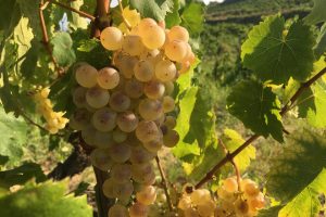 Cava: nel Penedés esplode la rivolta dei viticoltori contro i prezzi troppo bassi delle uve