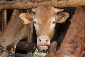 Il &ldquo;popolo&rdquo; del Parmigiano Reggiano e del Grana Padano, insieme, contro i dazi Usa