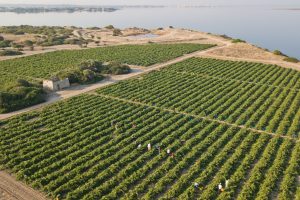Harvest 2019, -16%, 46 million hectolitres: estimates by Unione Italiana Vini, Assoenologi and Ismea