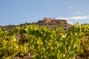 Under the Tempio di Giunone, the most evocative grape harvest in the heart of the Valle dei Templi Under the Tempio di Giunone, the most evocative grape harvest in the heart of the Valle dei Templi