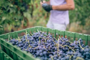 Valpolicella: i buoni segnali dall’imbottigliato danno fiducia alla raccolta 2019