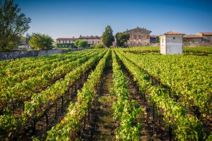 Sostenibilità, innovazione, cura del territorio: in Franciacorta nasce l’Academia Berlucchi