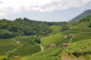 Cavit, Cantina Bozen, Toblino, Gaierhof, Laimburg, Maso Poli, Tramin … The top of the Trentino Alto Adige Cavit, Cantina Bozen, Toblino, Gaierhof, Laimburg, Maso Poli, Tramin … The top of the Trentino Alto Adige
