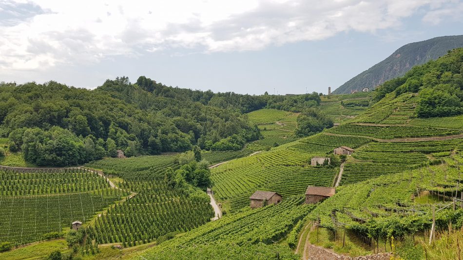 I vigneti di Cavit in Val di Cembra
