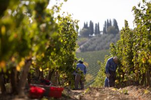 Europa, la produzione 2019 in calo del 15% a 161,3 milioni di ettolitri. Italia ancora leader