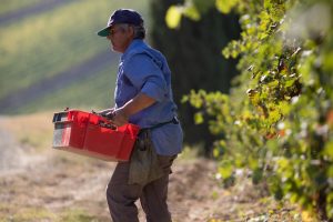 Manodopera in vendemmia: dalla chiamata dell’agronomo Simonit ai timori dei produttori Manodopera in vendemmia: dalla chiamata dell’agronomo Simonit ai timori dei produttori