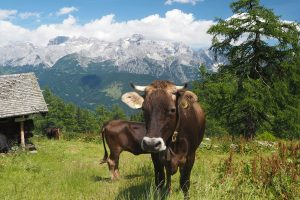 Meat the Change, Slow Food in campo per sensibilizzare sulla riduzione del consumo di carne
