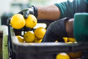 Bergamotto di Reggio Calabria olio essenziale Dop